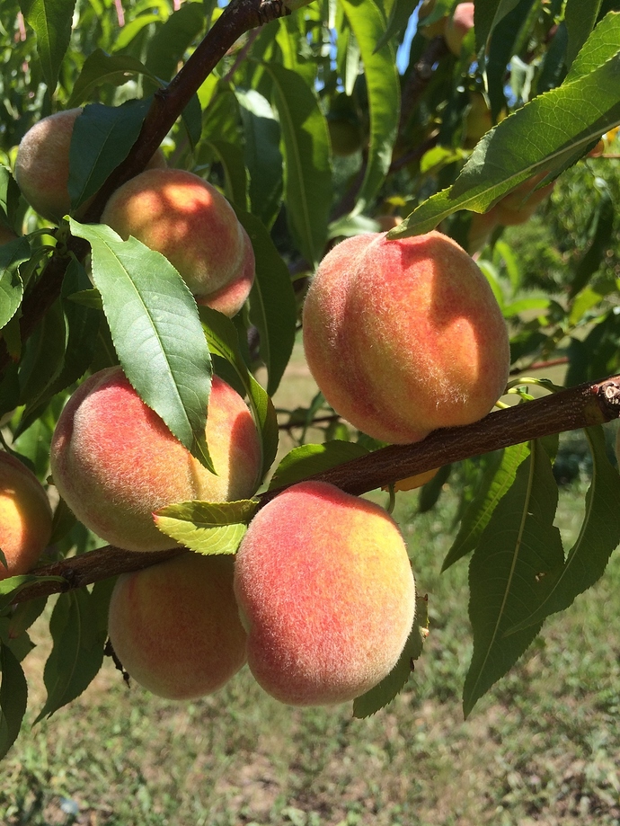 Peaches in Maine General Fruit Growing Growing Fruit