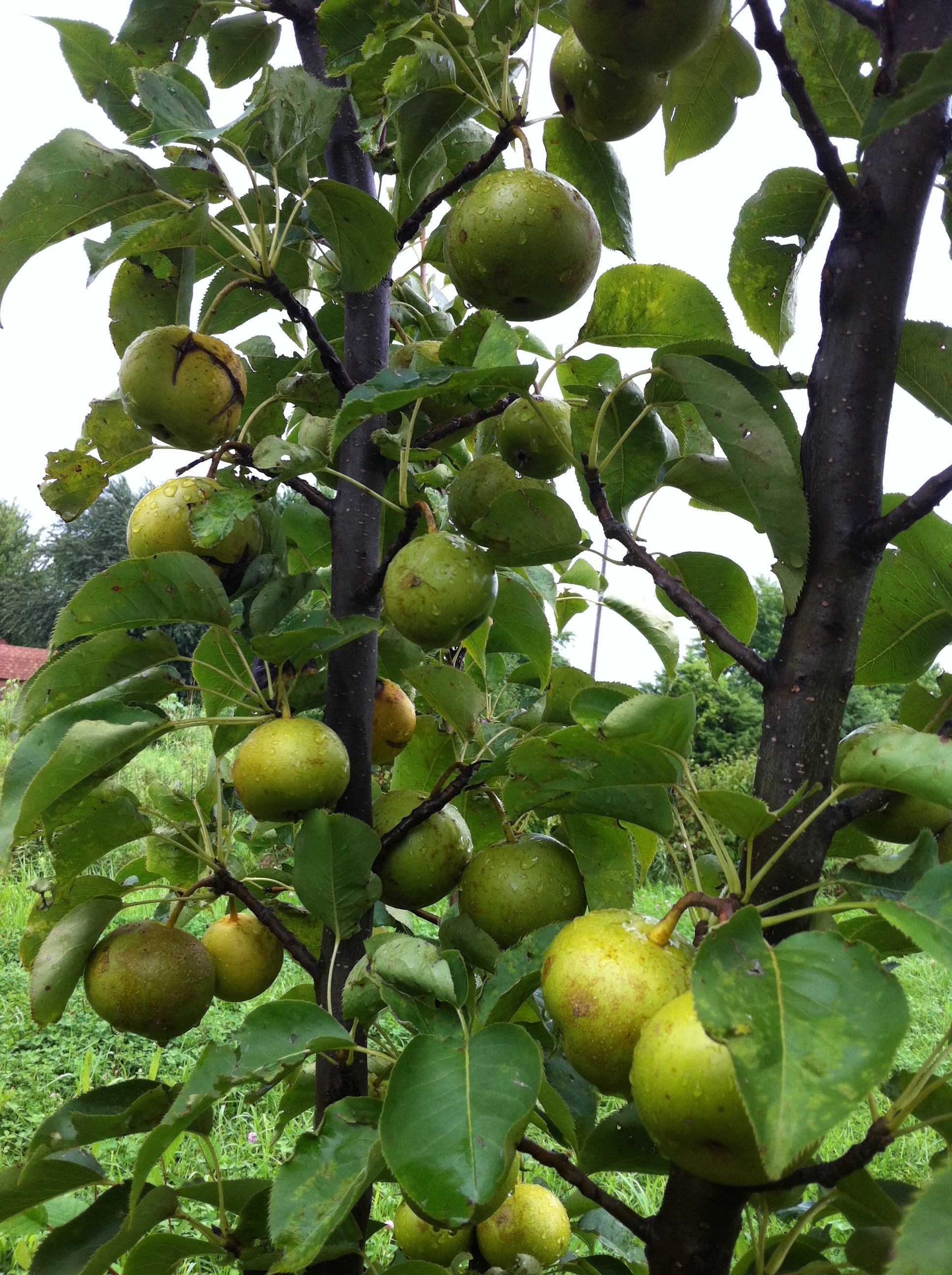 Drippin Honey Asian Pear - General Fruit Growing -8181