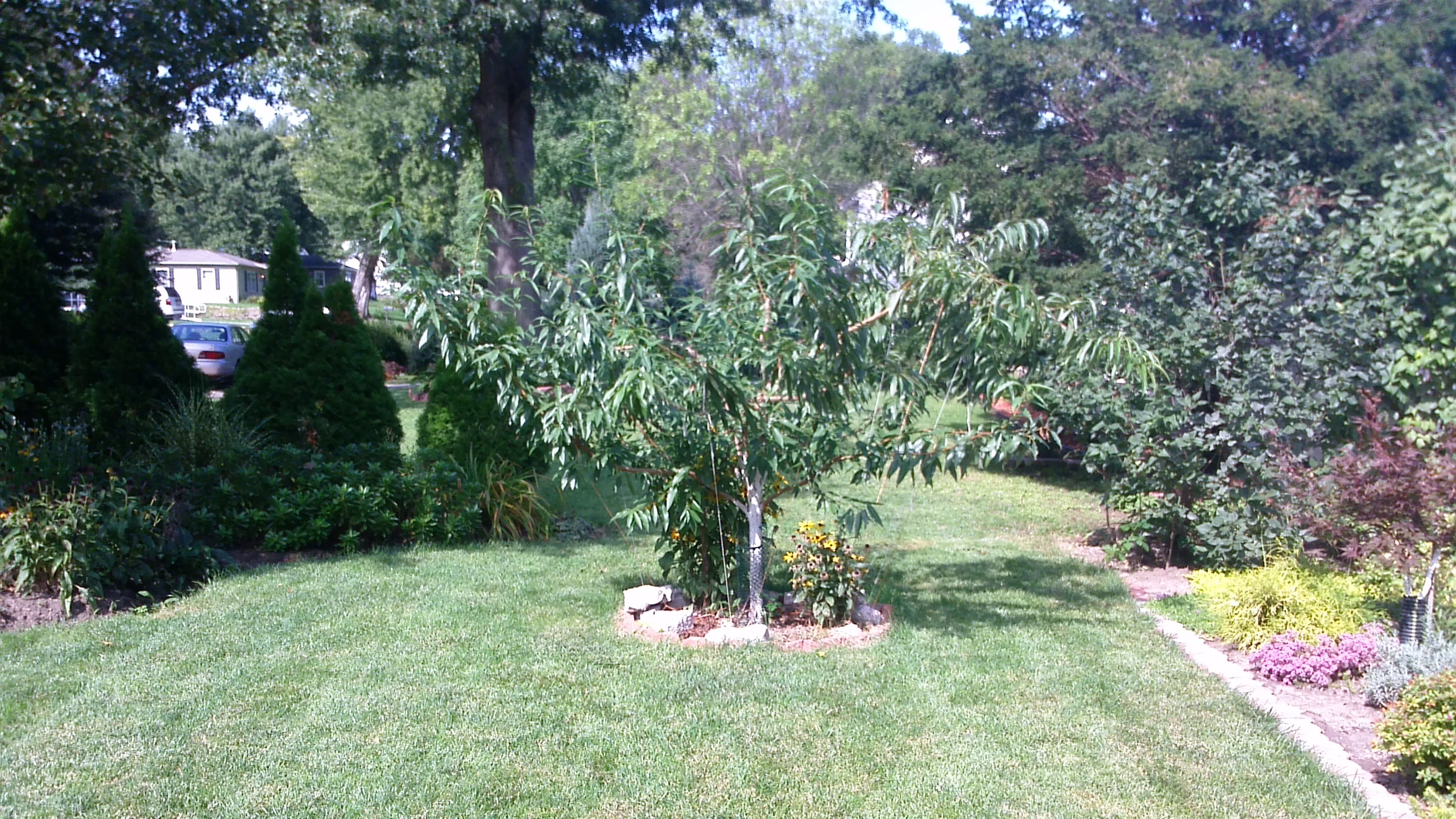 Almond trees in the midwest? General Fruit Growing Growing Fruit