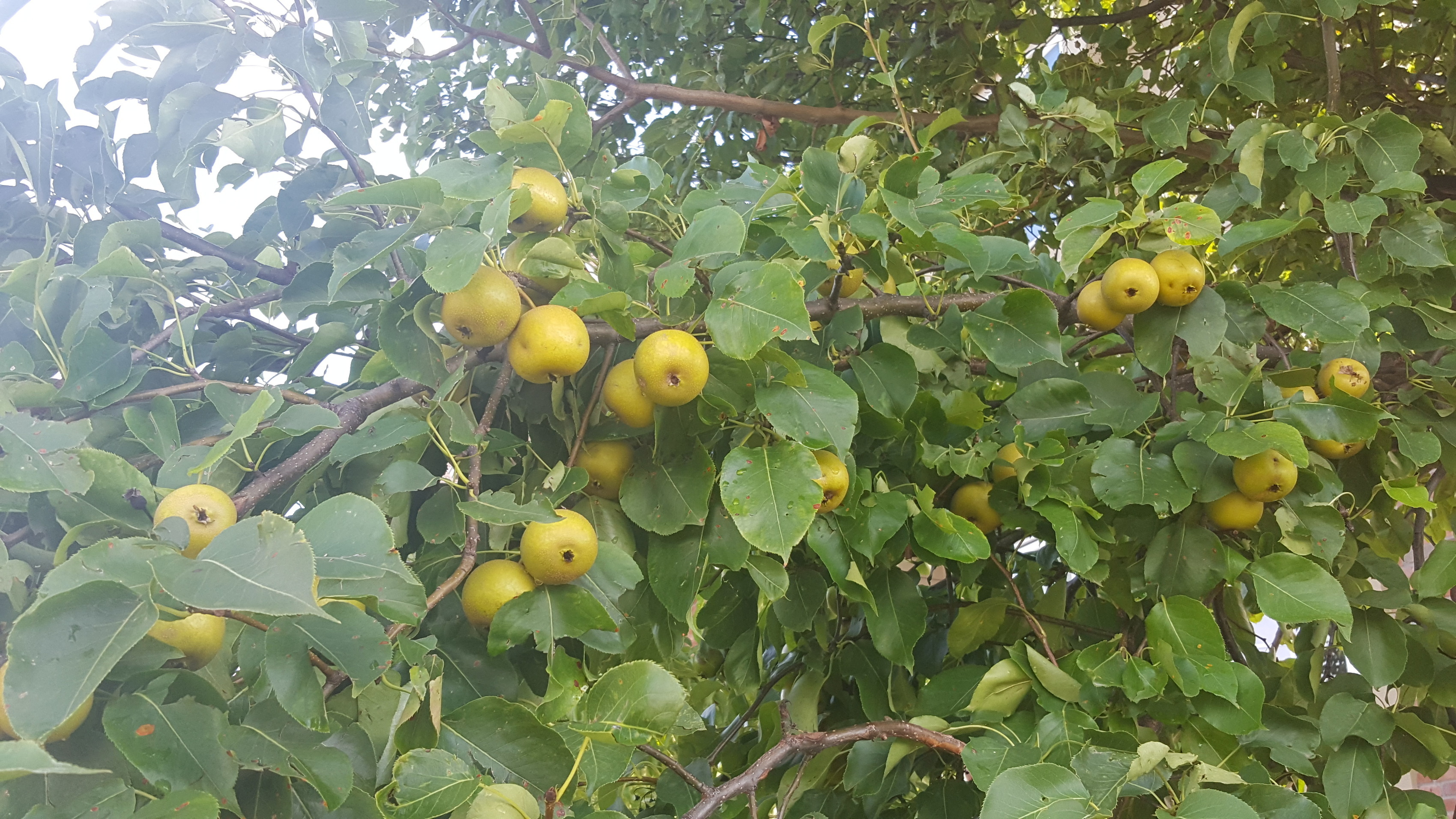 Second round of thinning on my Asian pears - General Fruit Growing ...