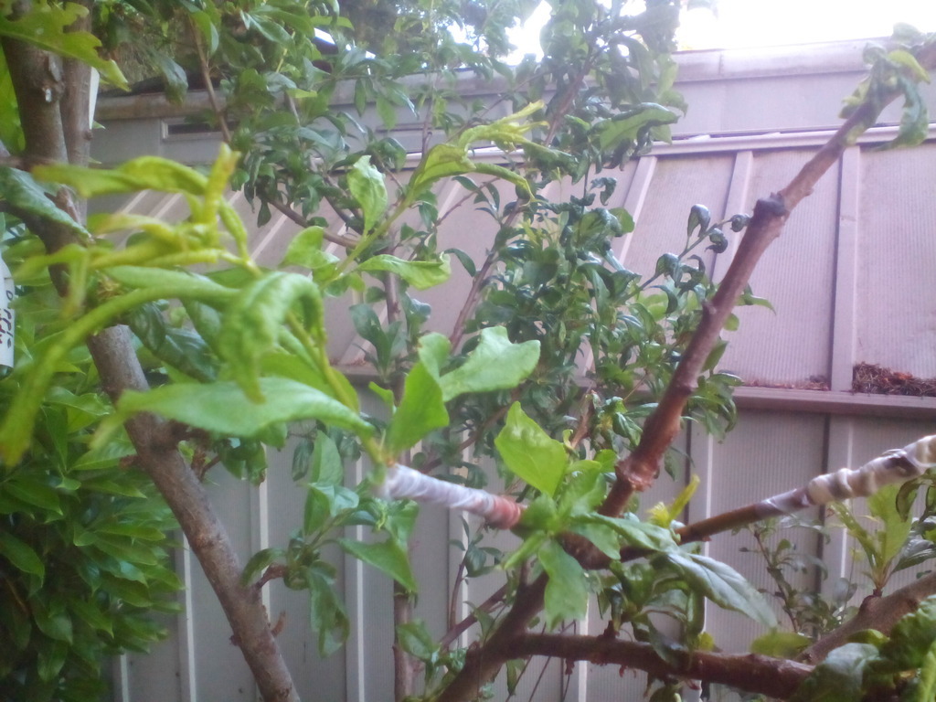 J Plum fruit set in challenging 2016 east/midwest General Fruit