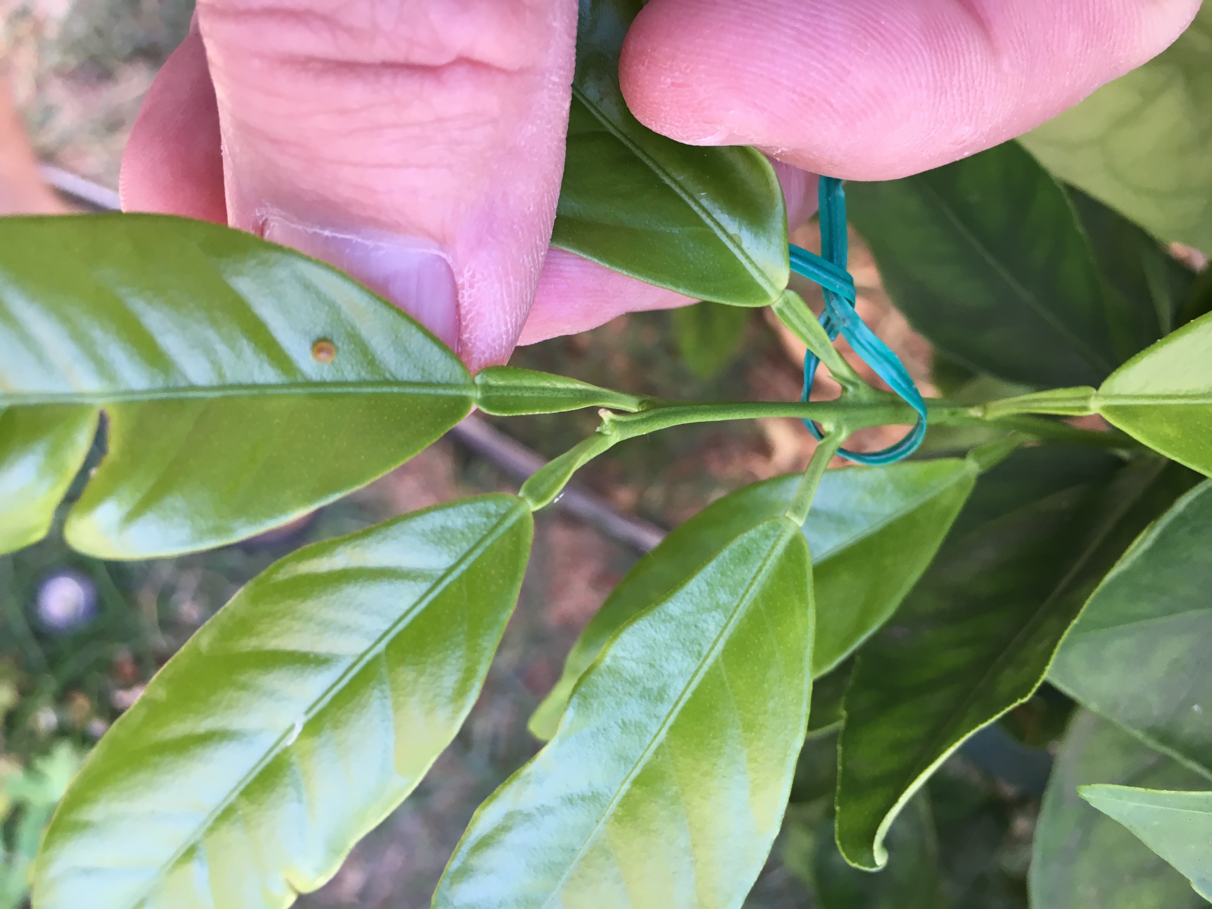 What is this insect on my Flame grapefruit? - General Fruit Growing ...