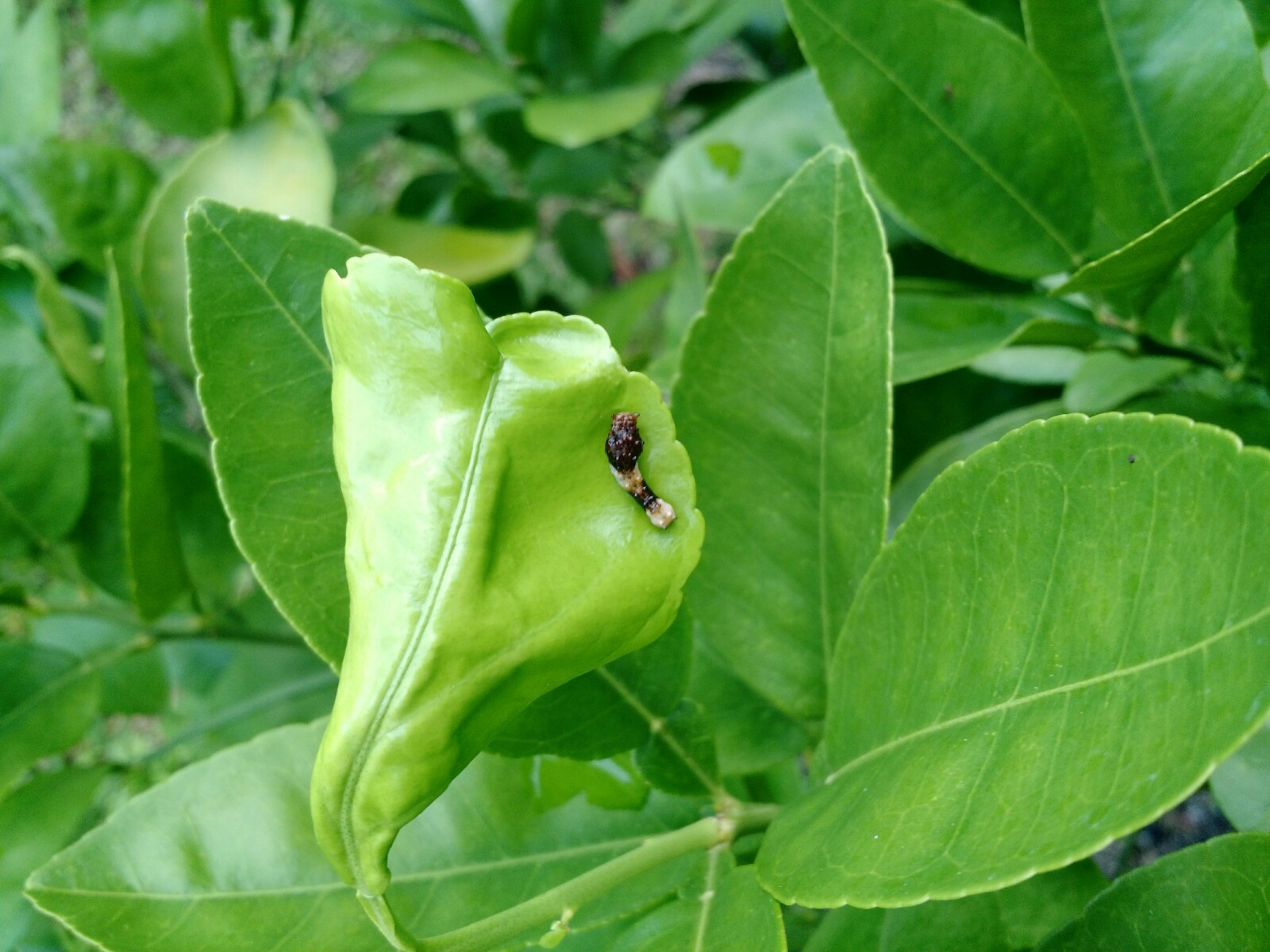 What is this insect on my Flame grapefruit? - General Fruit Growing ...