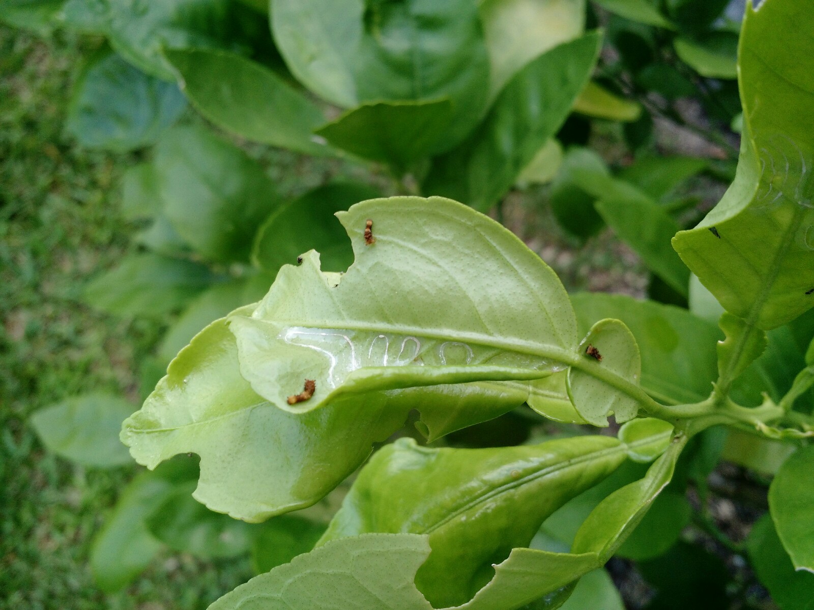 What is this insect on my Flame grapefruit? - General Fruit Growing ...