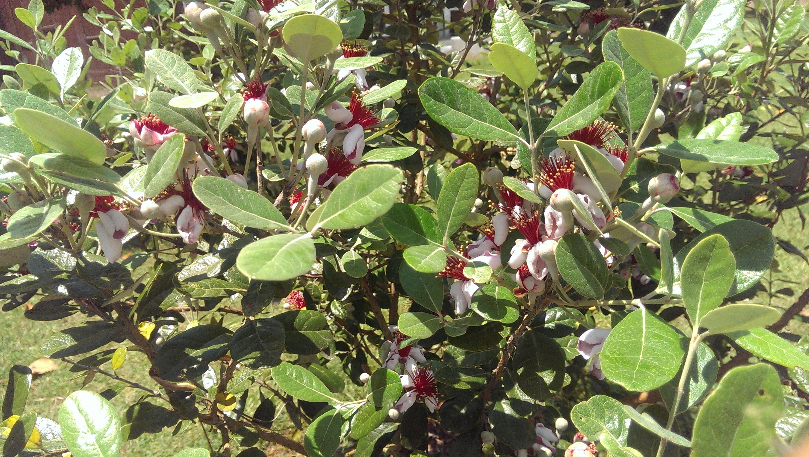 Any pineapple guava growers here? - General Fruit Growing - Growing Fruit