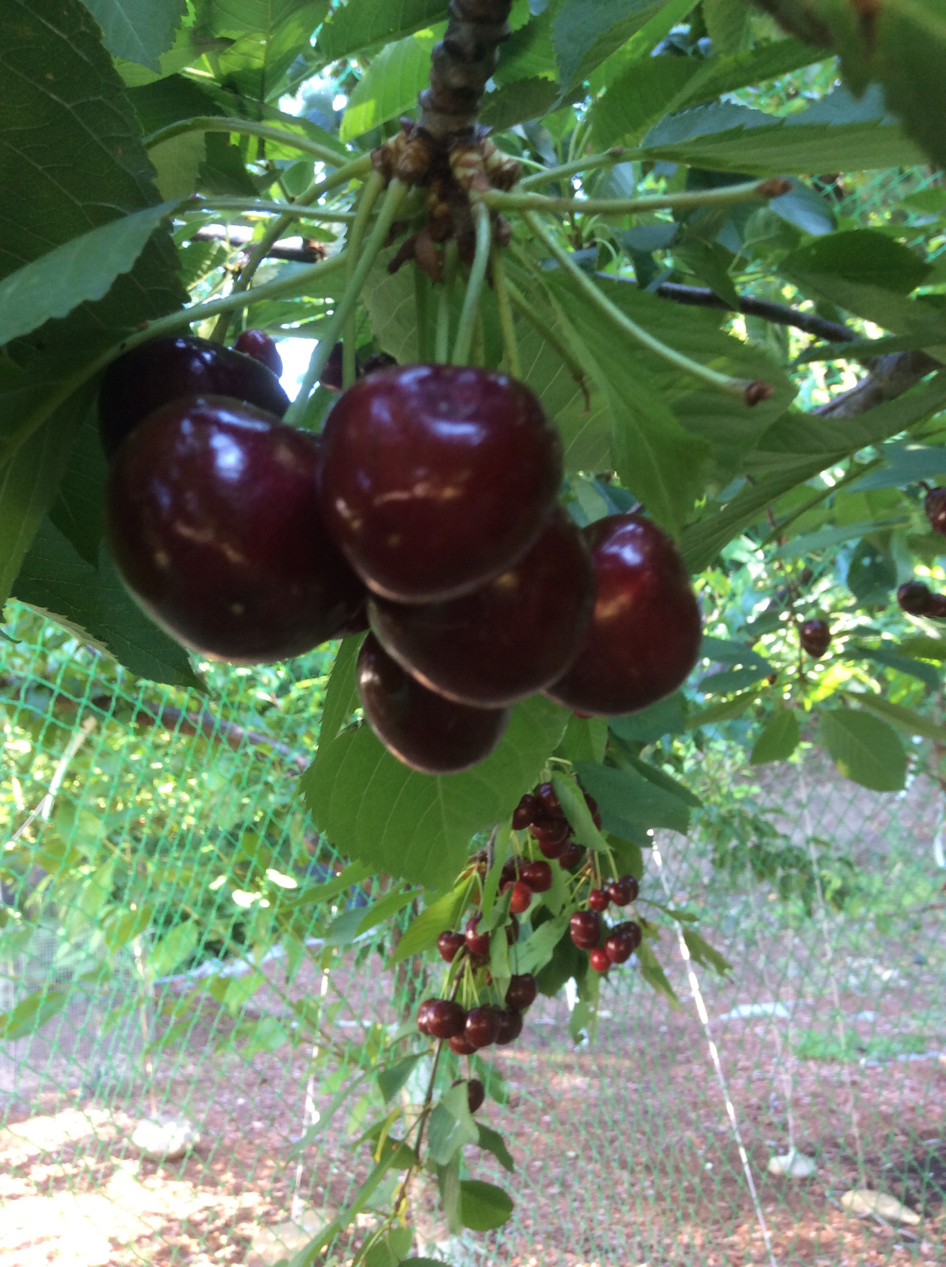 Black Gold cherry, my view - General Fruit Growing - Growing Fruit