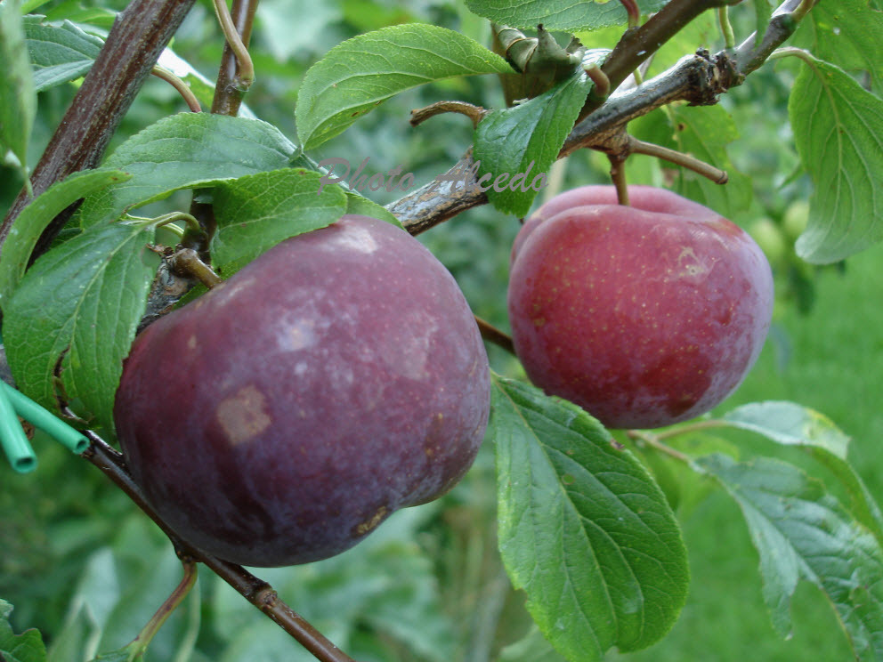 Flavorosa Pluot pollinators - General Fruit Growing - Growing Fruit