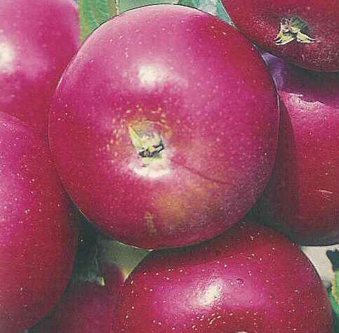 Red-fleshed apples - Good Fruit Grower