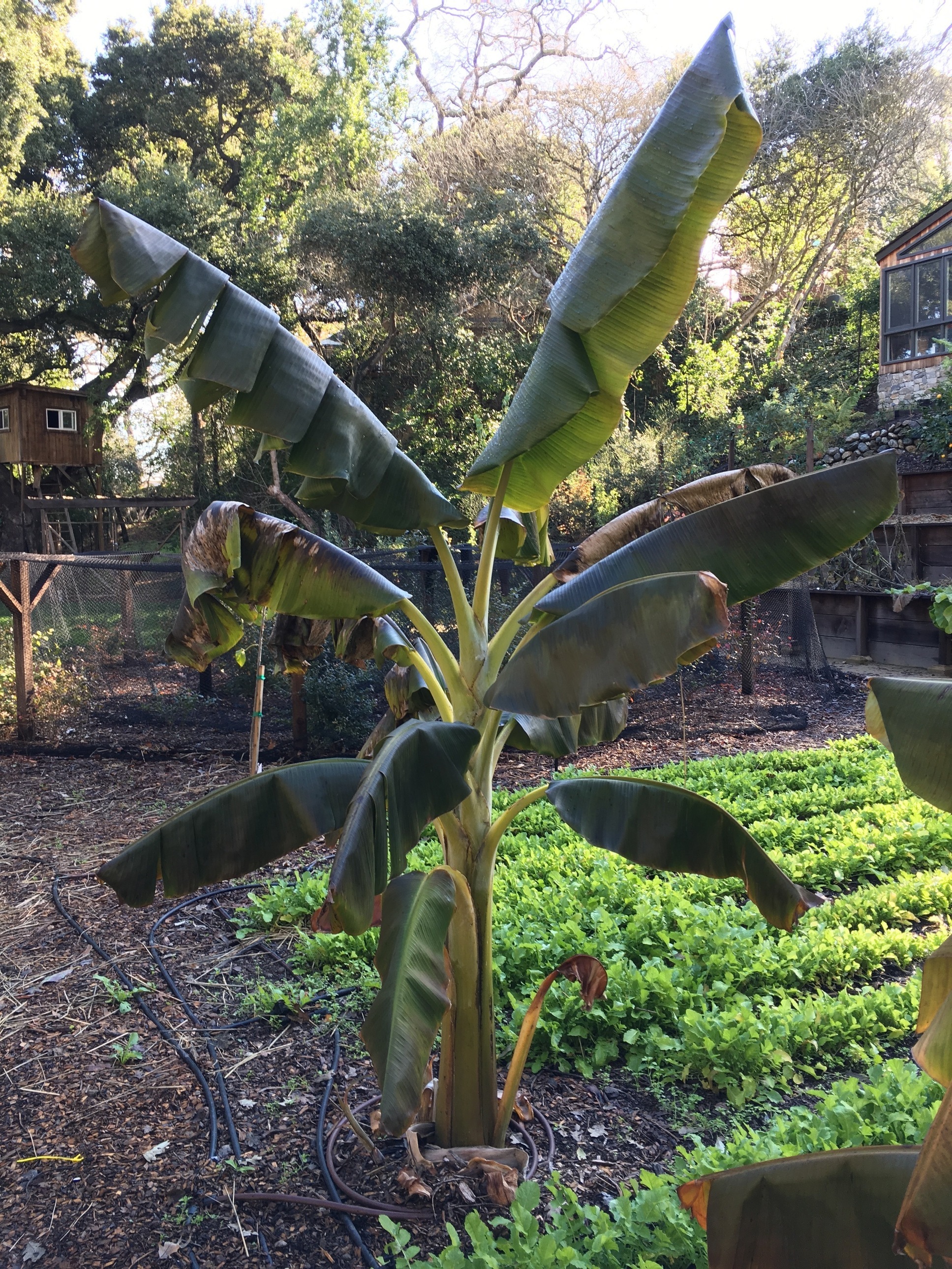 Bananas in Northern California General Fruit Growing Growing Fruit