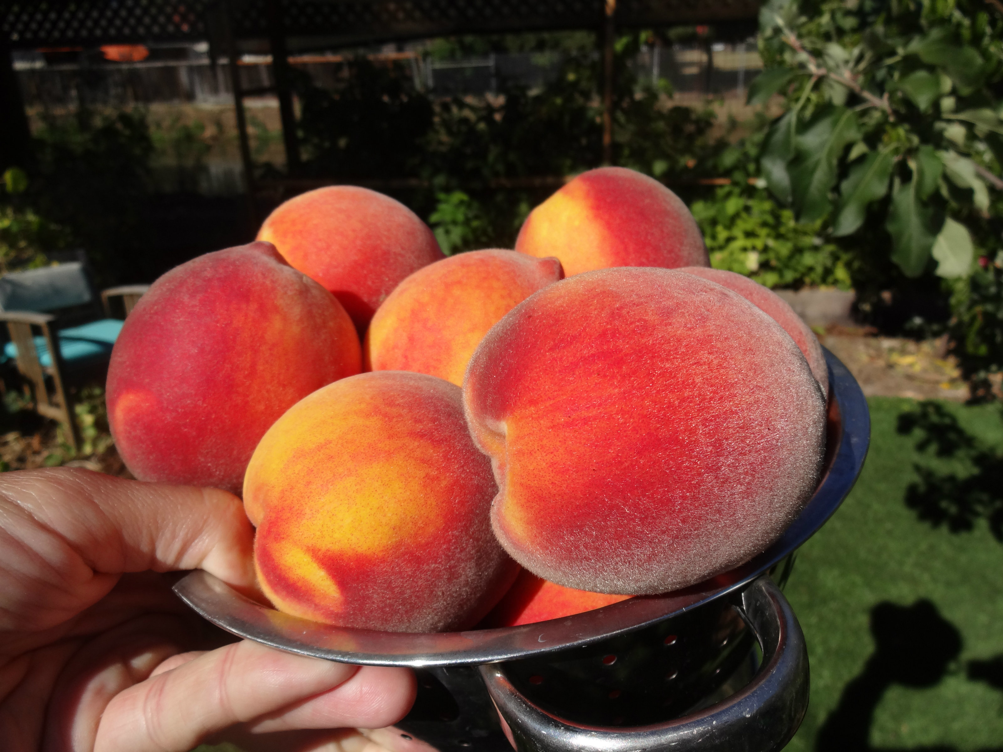 Favorite Peaches for California General Fruit Growing Growing Fruit