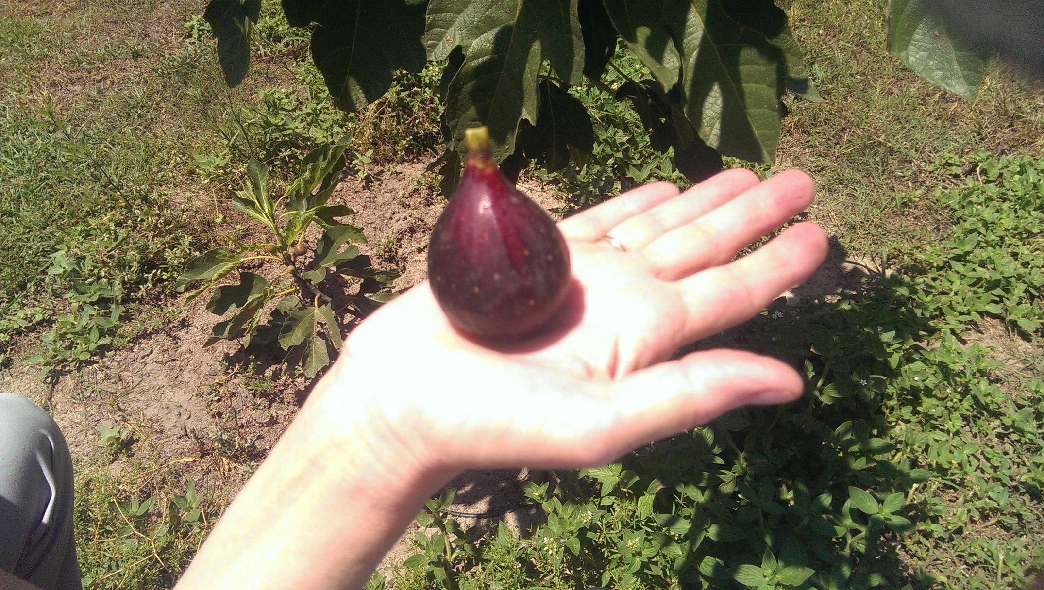 Violette de Bordeaux Fig - General Fruit Growing - Growing Fruit