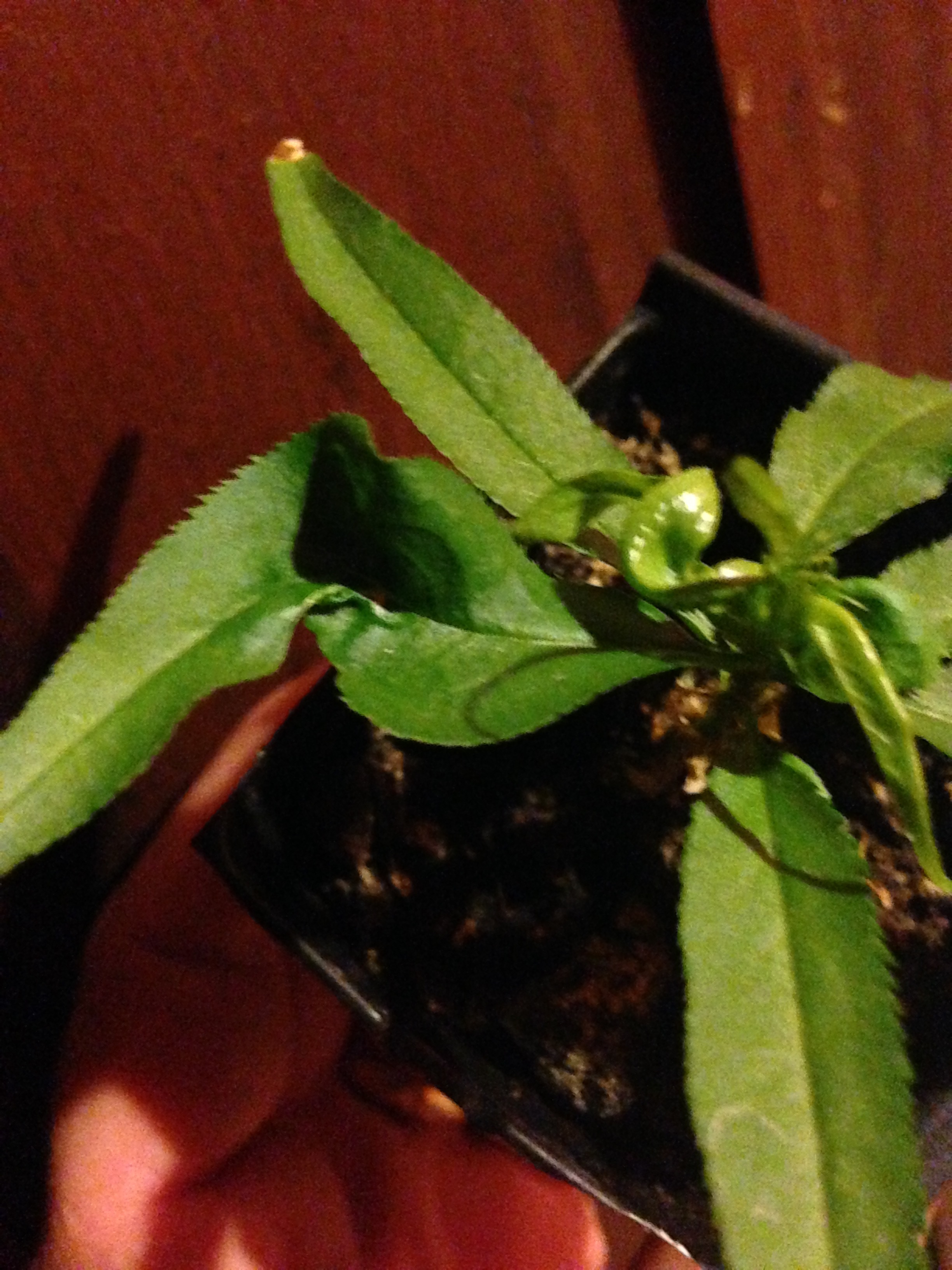 Peach seedling General Fruit Growing Growing Fruit