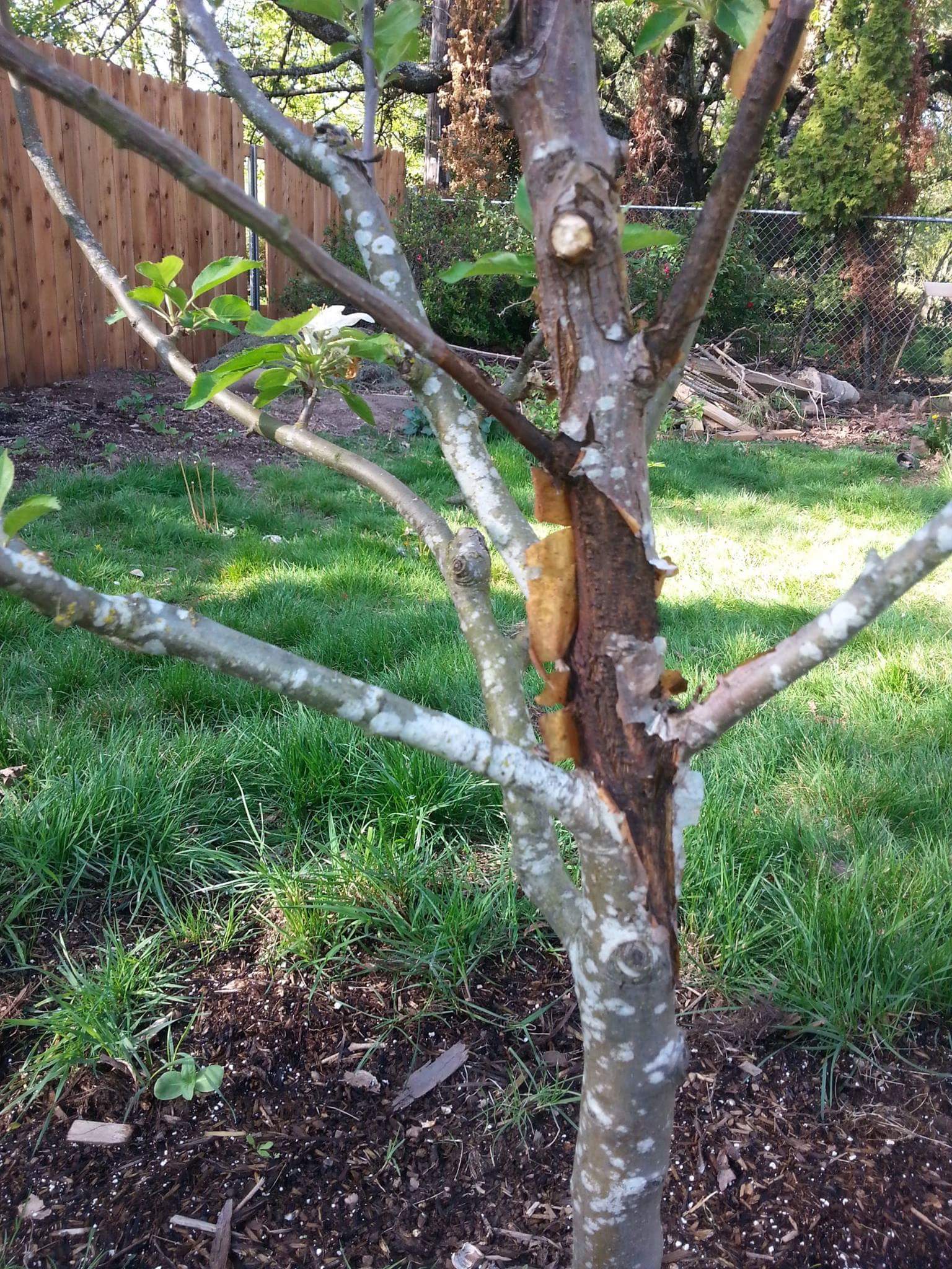 What To Do If Your Tree Is Shedding Bark?
