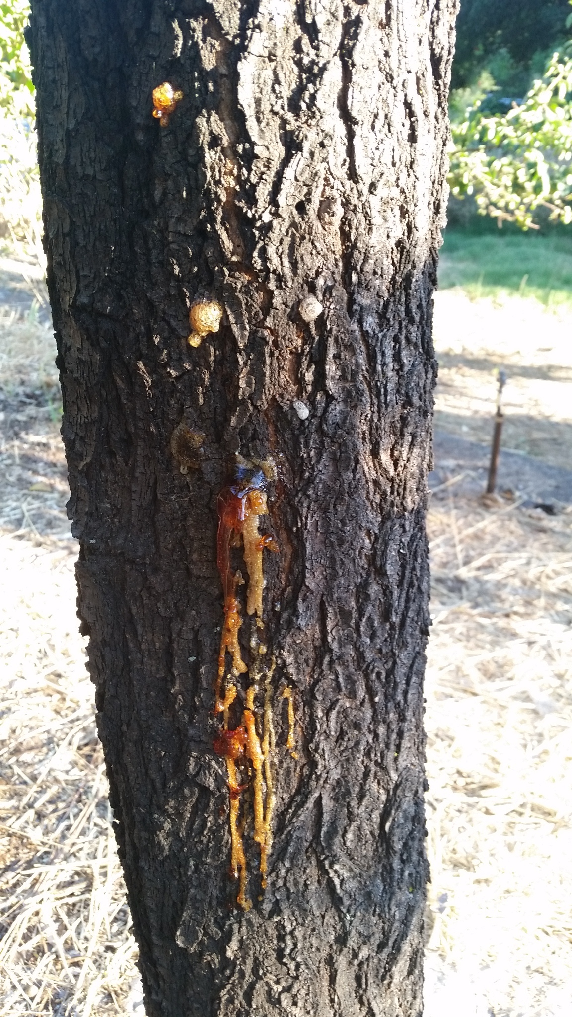 Apricot oozing sap/dying General Fruit Growing Growing Fruit