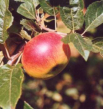 Red-fleshed apples - Good Fruit Grower