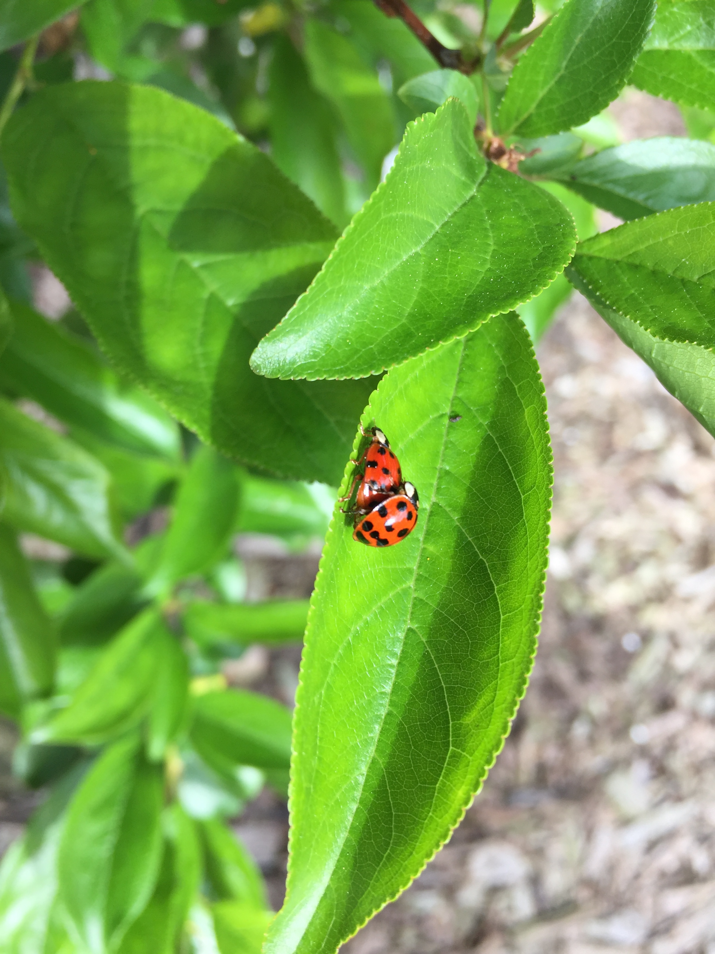 Ladybug Lifecycle - General Fruit Growing - Growing Fruit