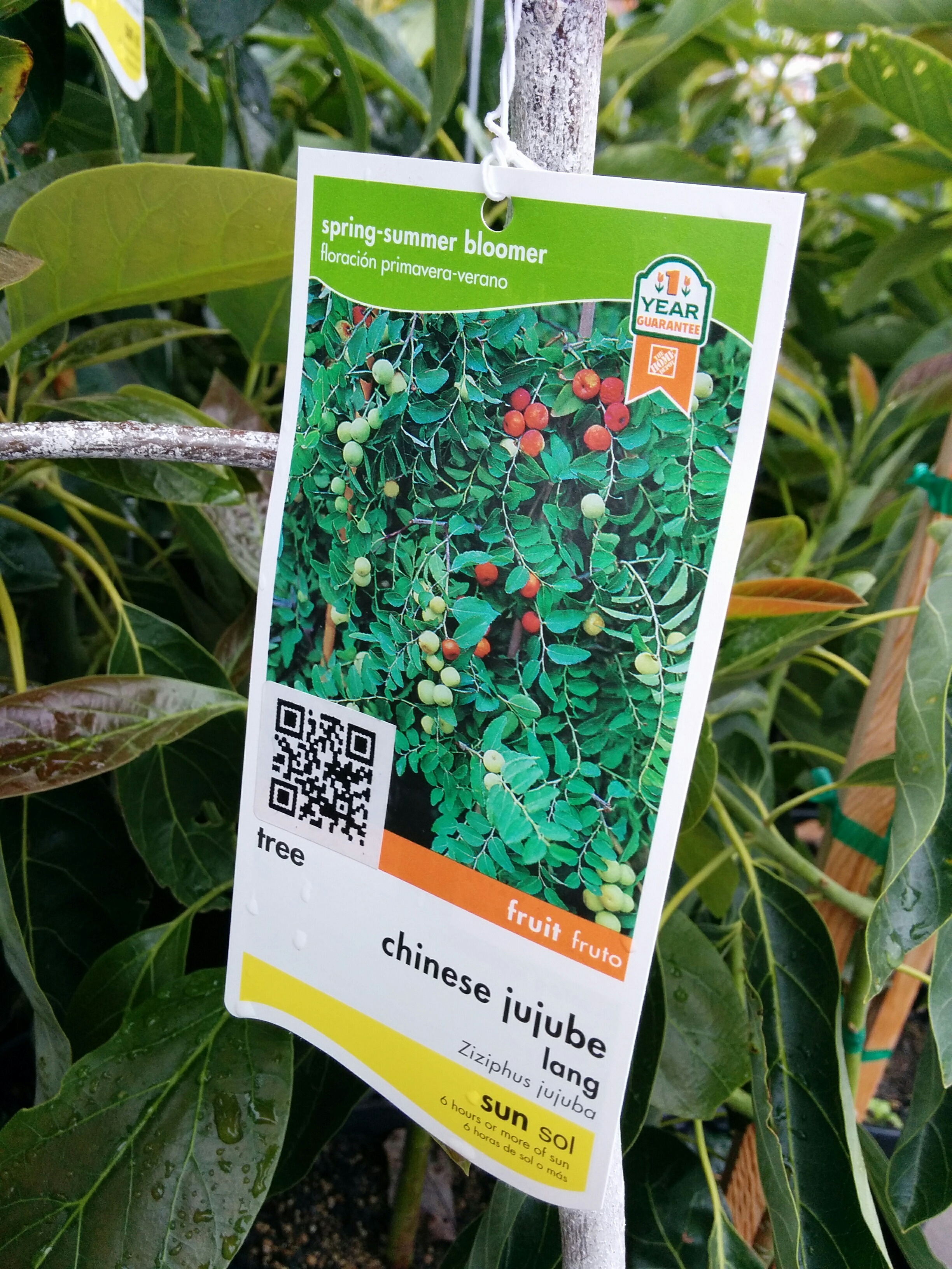 Anyone Know Where I Can Still Order Jujubes General Fruit Growing Growing Fruit