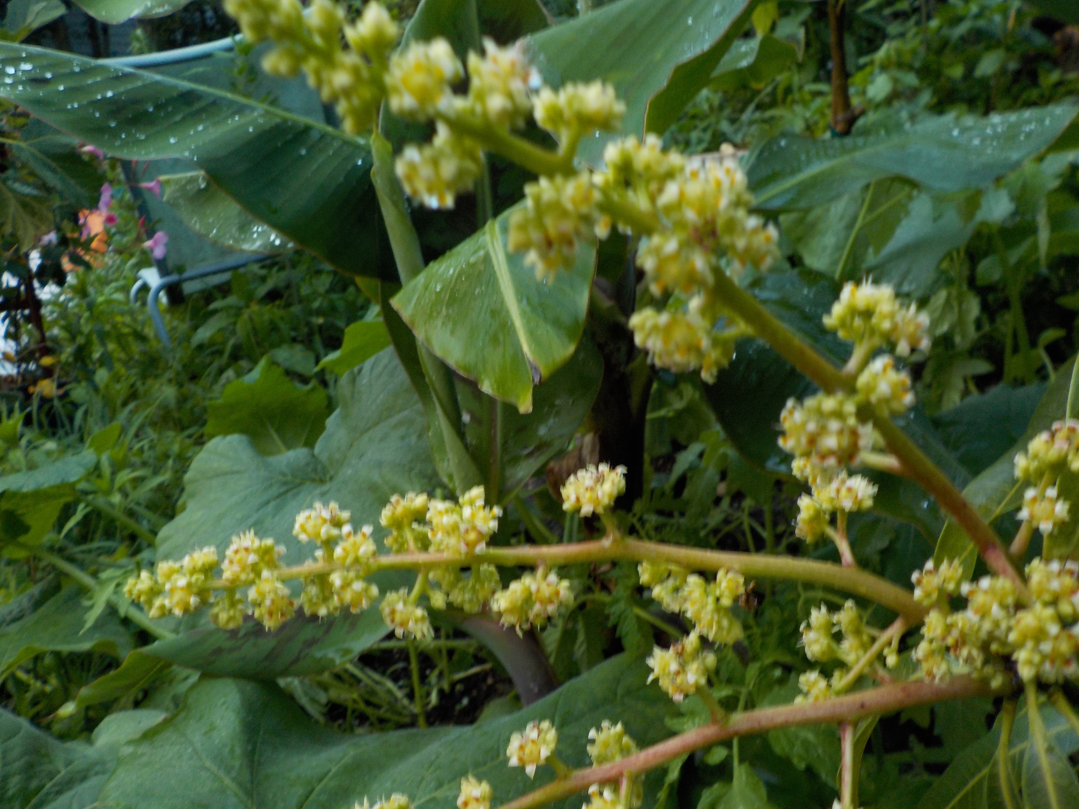 Summer Calls For Ice Cream Mangoes That Is General Fruit Growing Growing Fruit