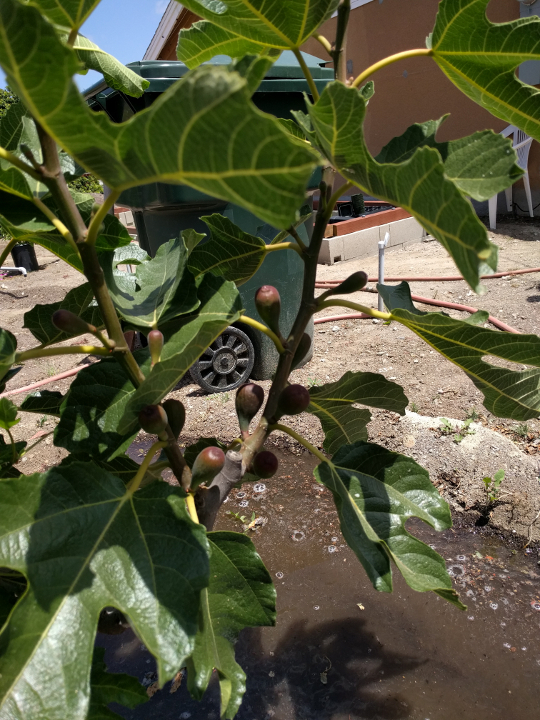 Violette de Bordeaux Fig Tree