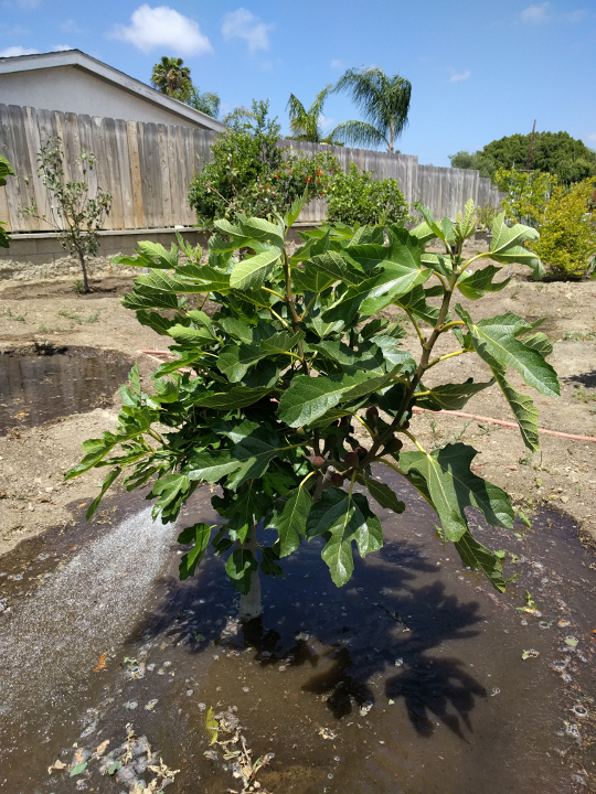 Violette de Bordeaux Fig Tree 3-4