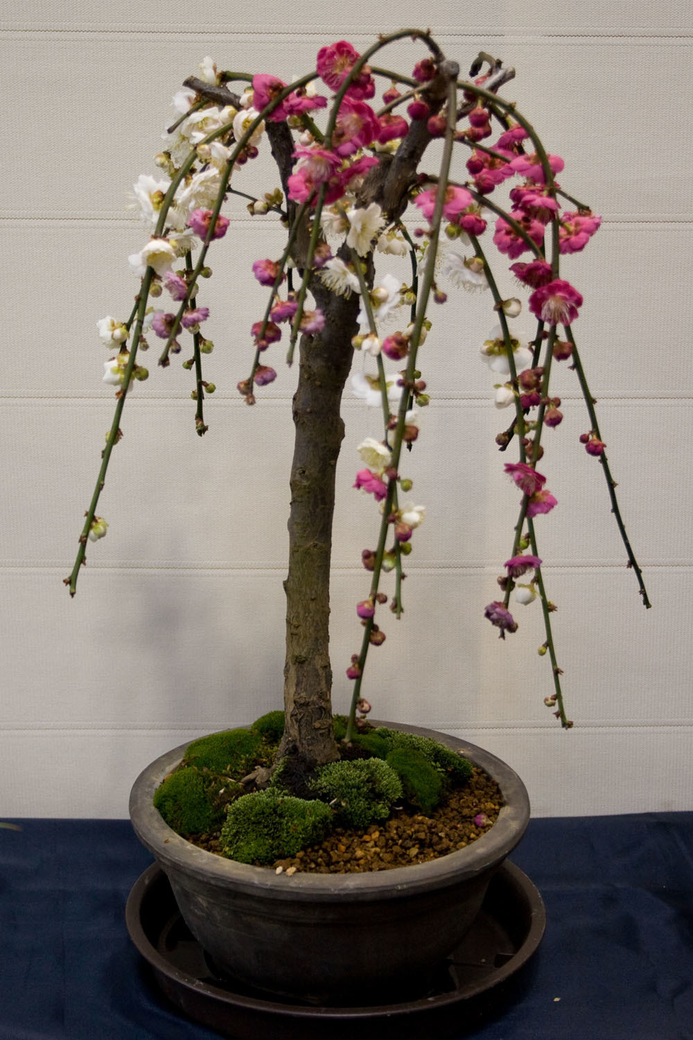 japanese flowering apricot tree