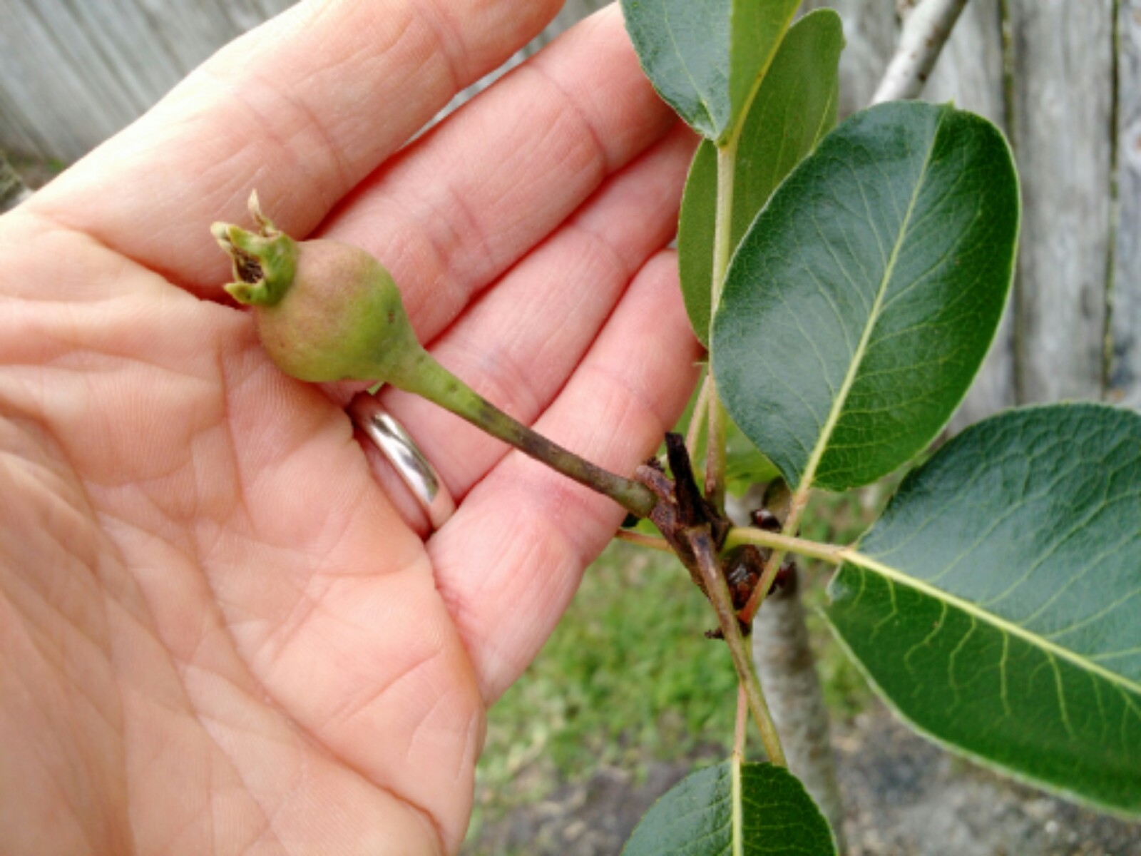 pear tree identification by leaf