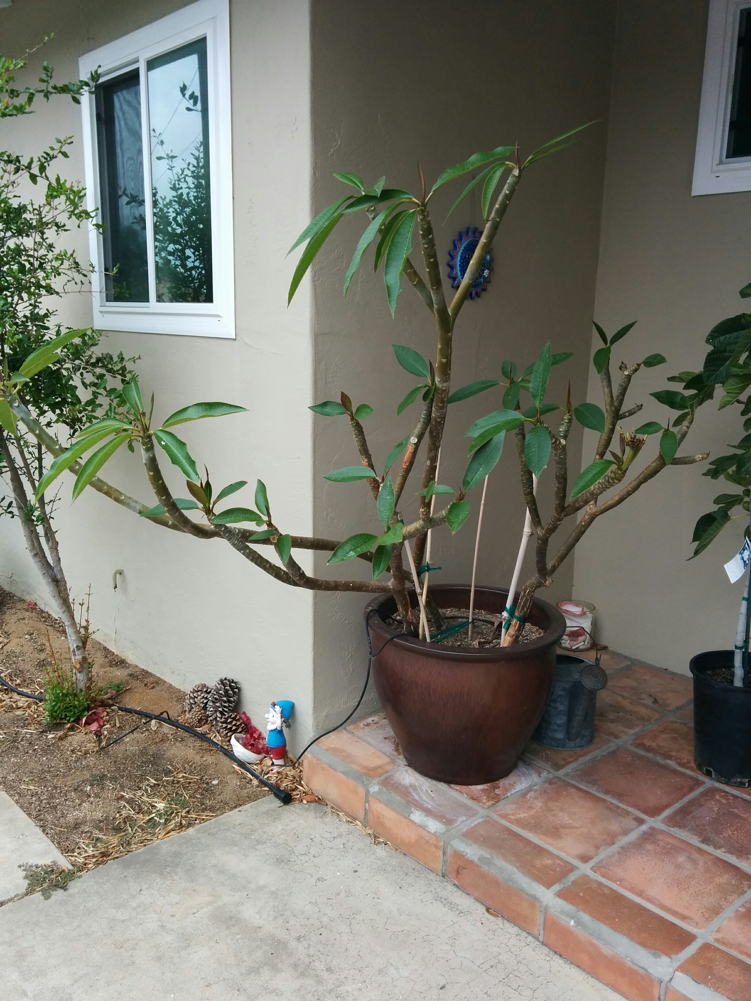 Anyone Know Where I Can Still Order Jujubes General Fruit Growing Growing Fruit