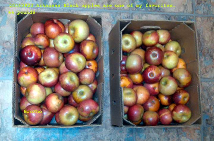 Grocery Store Apples May Be Up to 10 Months Old When You Buy Them