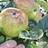Heirloom