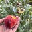 ManzanitaSol