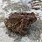toad